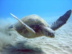 Shot in Maui at Black Rock about 50 feet out from the sho... by Eric Roderick 